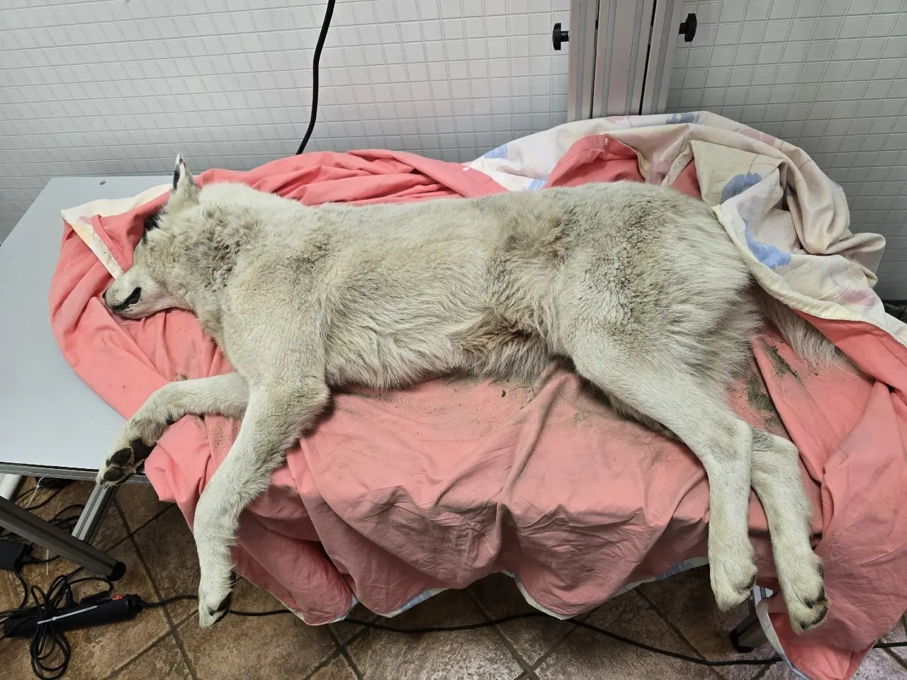 У посёлка Приветнинское обнаружили двух раненых собак: одна была извлечена из оврага с осколками дроби в теле, в том числе в позвоночнике, вторую нашли в поле. Животных доставили в клинику Выборга, волонтёры объявили сбор средств и обратились в полицию.