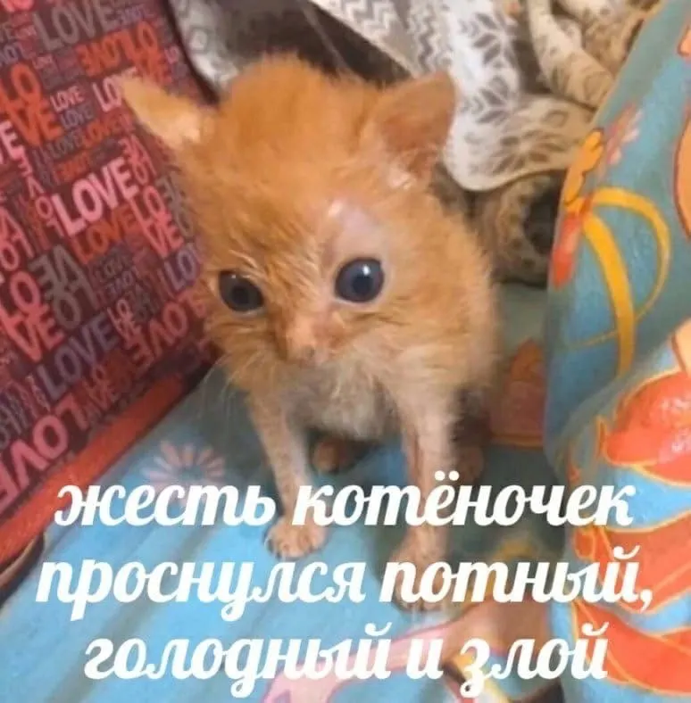 Переменная облачность и местами небольшой дождь. Ночные температуры около 0…+8°С, дневные поднимутся до +21°С, в Петрозаводске ожидается до +18°С.