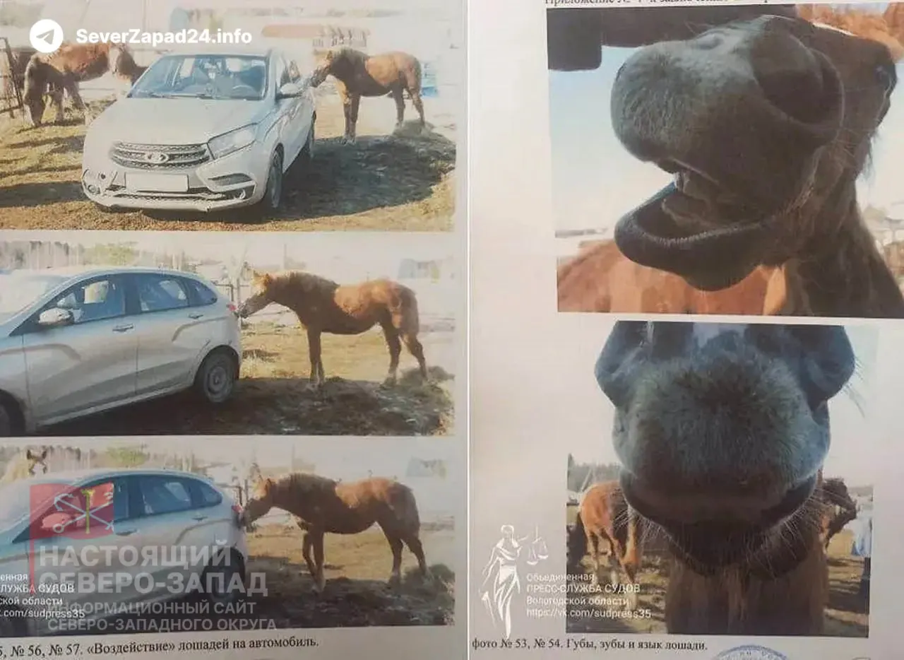 Мужчина потребовал с конезавода компенсацию за повреждения Volkswagen Polo, заявив, что около 15 лошадей облизывали и кусали машину. Судебный эксперимент показал, что животные не могли оставить описанные следы; истец не получил выплаты и оплатил эксперимент.