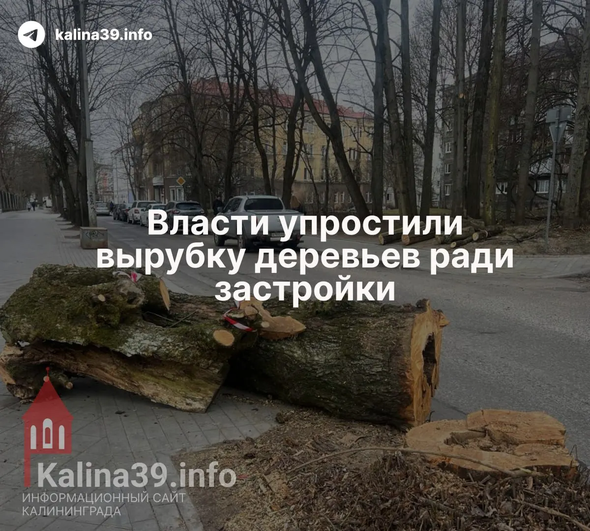 Поправки в закон об охране зеленых насаждений разрешают переносить компенсационное озеленение в любую часть муниципалитета и облегчают вырубку при строительстве дорог, соцобъектов и жилых комплексов.