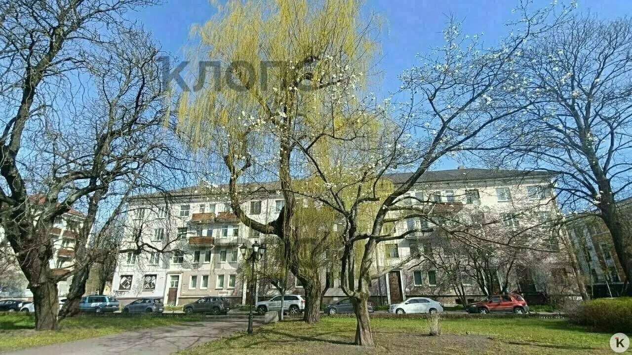 У здания драмтеатра в Калининграде обрезали ветви магнолии крупного диаметра по всей окружности кроны. Власти сообщили, что работам разрешения не выдавали, а правоохранительные органы займутся поиском виновных.