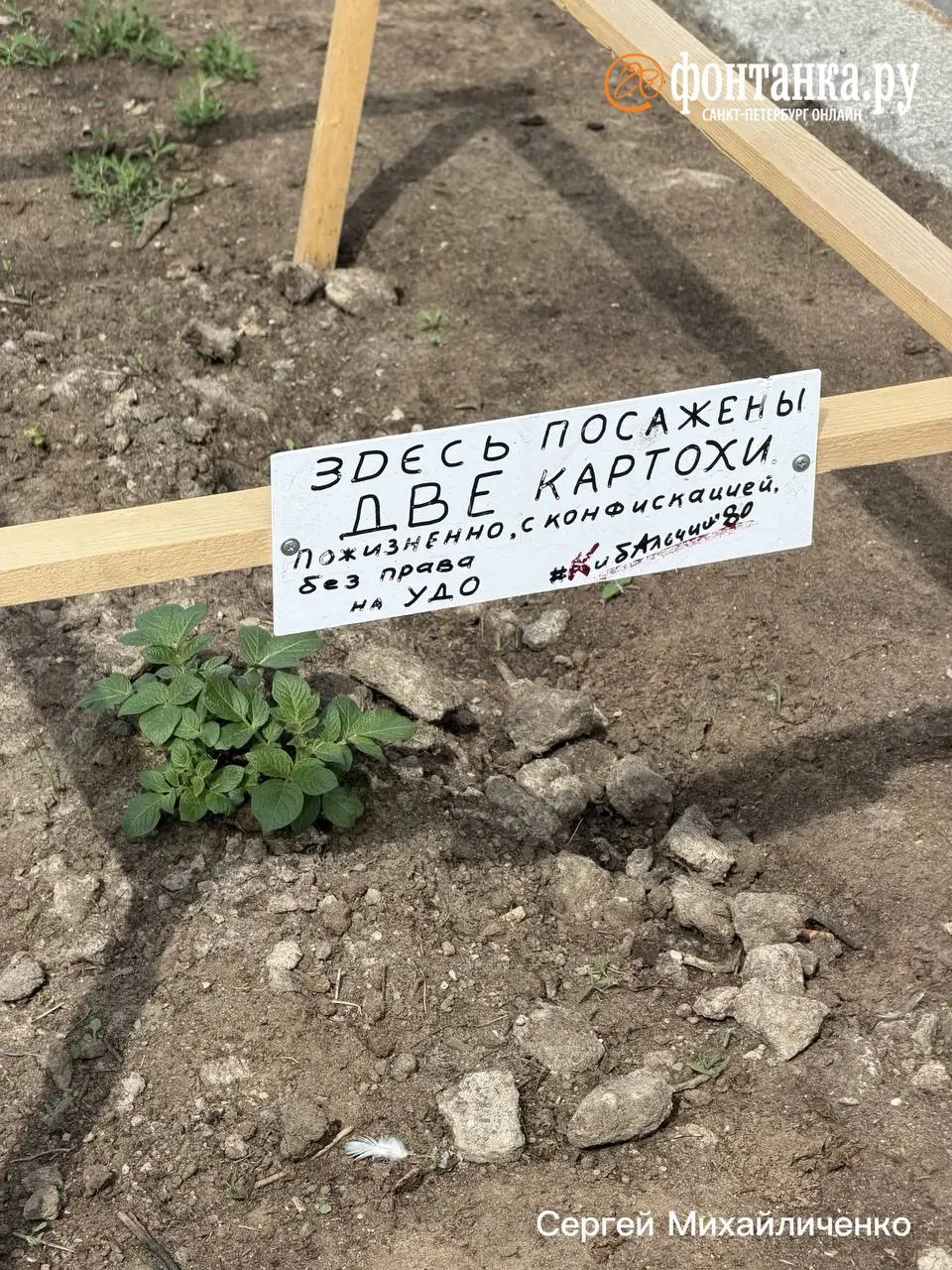 В центре Санкт‑Петербурга у одного из каналов неизвестные поставили самодельный забор вокруг посаженного куста картофеля и повесили табличку с шуточной формулировкой «пожизненно, с конфискацией, без права на УДО».