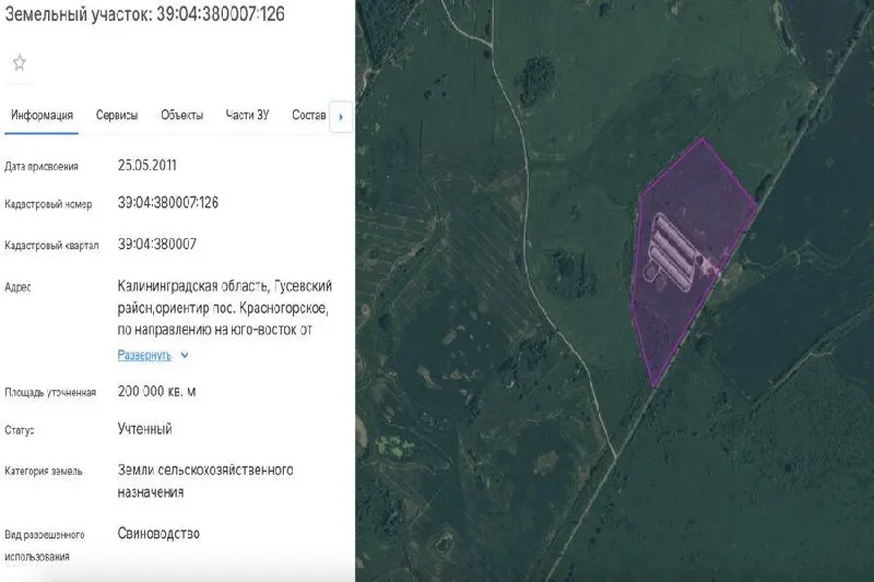 В Калининградской области выдано разрешение на строительство откормочного комплекса на 4 000 голов свиней близ посёлка Красногорское. Объект планируют разместить на участке площадью 200 тыс. кв. м, разрешение действительно до января 2027 года.