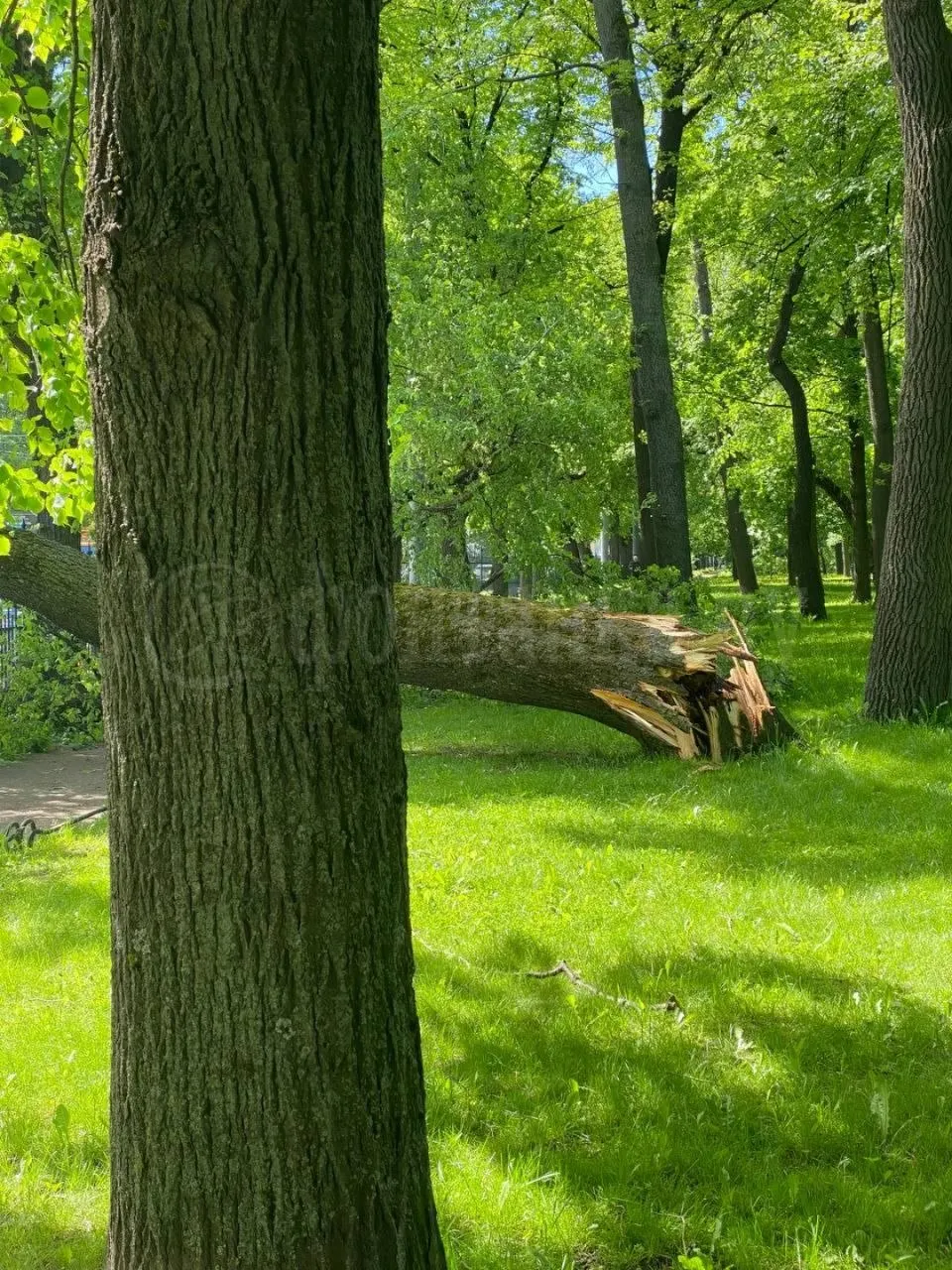 В Таврическом саду рухнула крона дерева, она легла на тротуар у Кирочной улицы. Городские службы уже убирают последствия, сообщил очевидец.