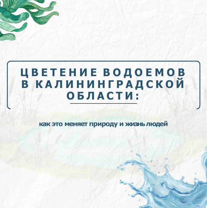 Массовое цветение сине‑зелёных водорослей (цианобактерий) в Калининградской области усиливается: за восемь лет площадь поражённых участков увеличилась на 52%. Это вызывает гибель рыбы и делает воду токсичной. Что помогает снизить риск — в материале.