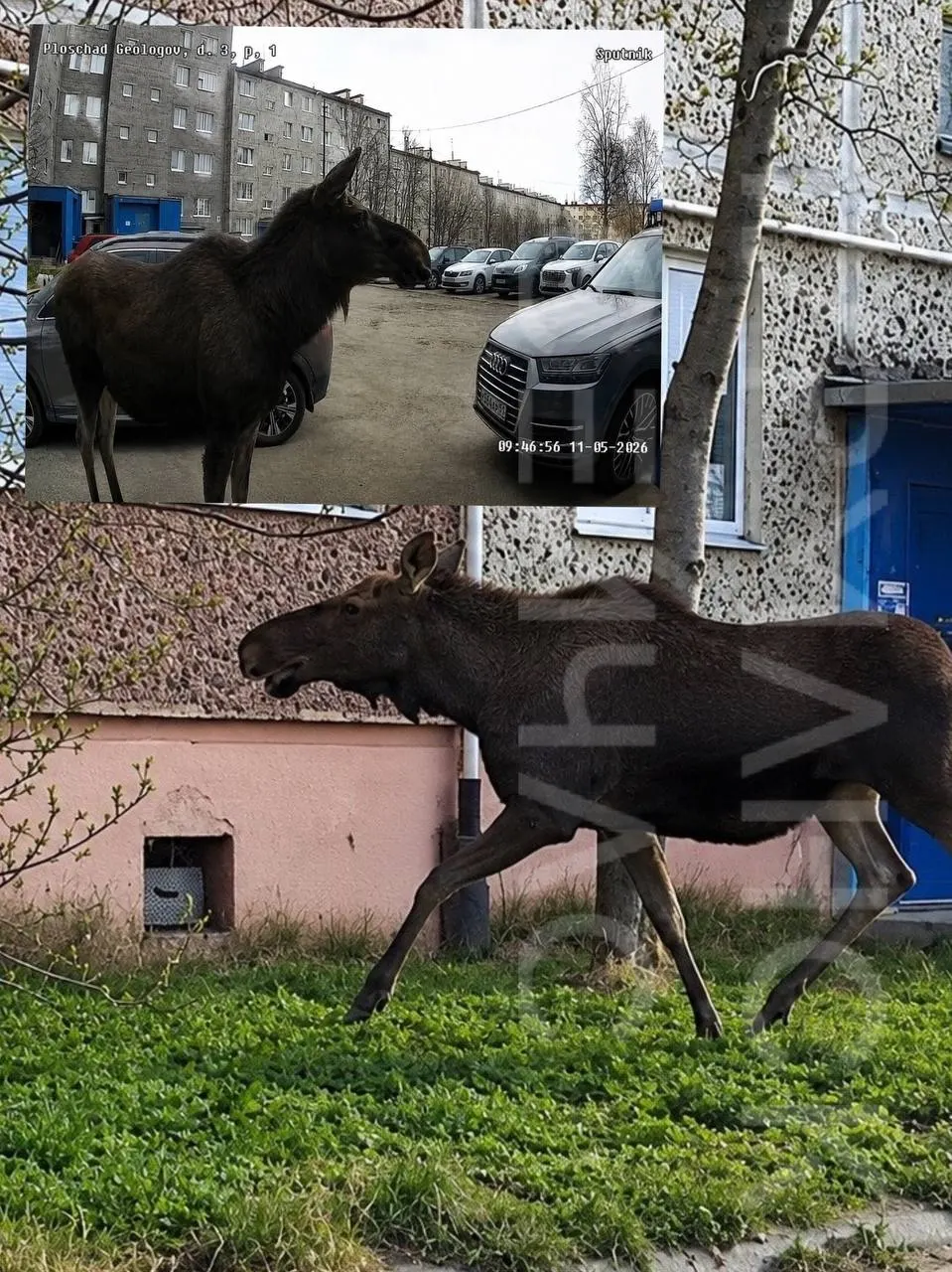 В Мурманской области в городе Апатиты дикий лось появился среди дворов жилых домов, удивив местных жителей.
