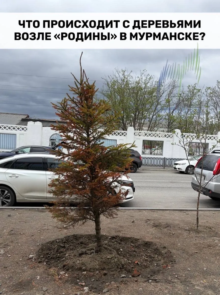 На пешеходной улице у недавно отреставрированного здания «Родина» высадили хвойные саженцы. Деревья выглядят пересохшими, с торчащими и повреждёнными корнями — возникает вопрос о качестве работ и контроле расходования бюджетных средств.