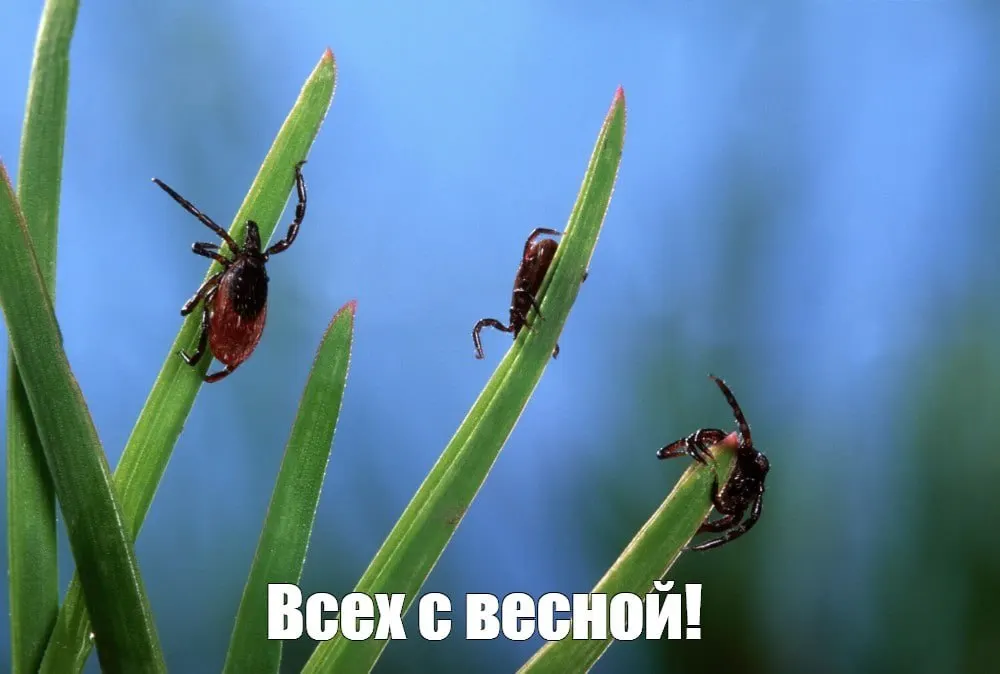 За сезон зарегистрировано примерно 43 тыс. обращений из‑за укусов клещей. Роспотребнадзор советует применять репелленты, инсектоакарициды и надевать защитную одежду.
