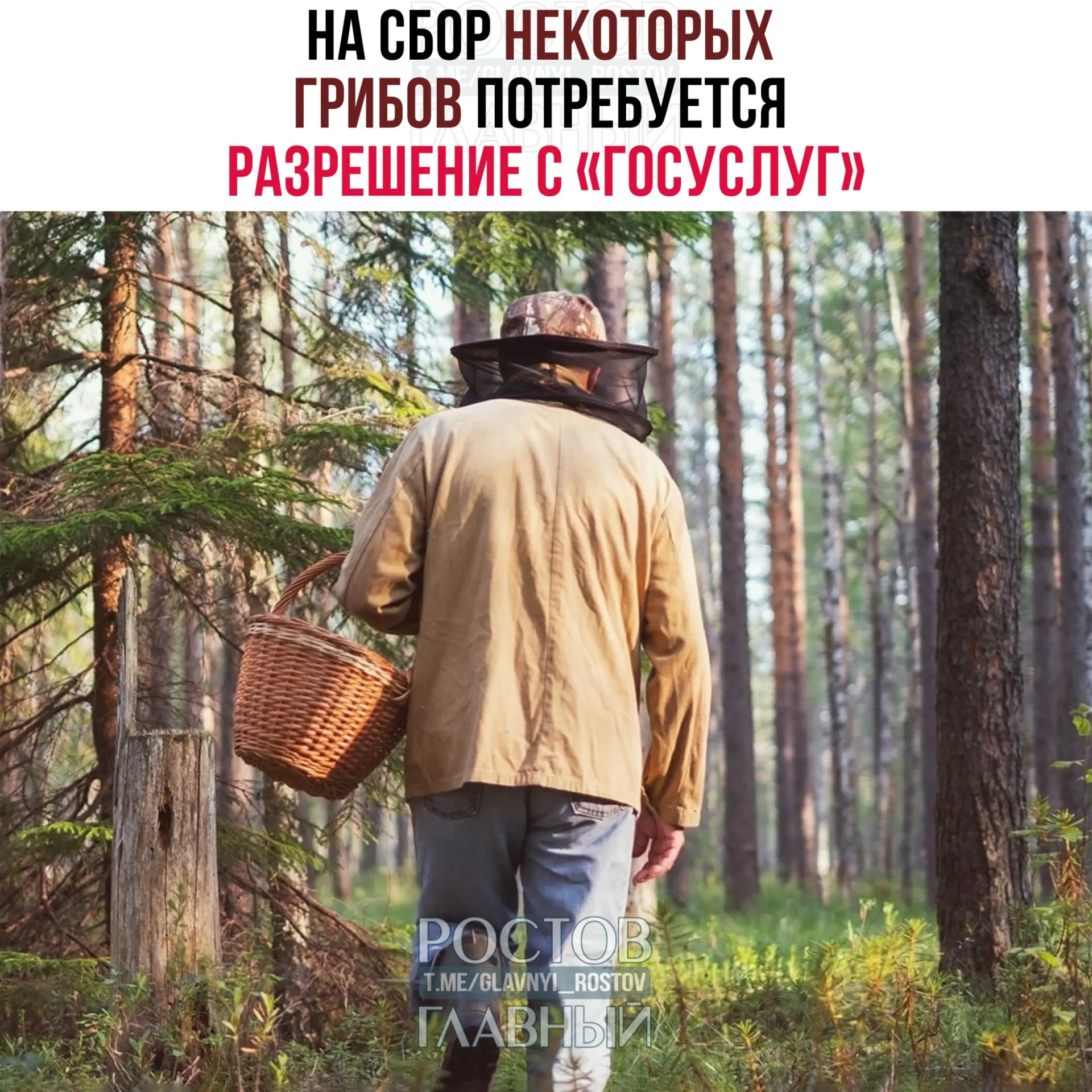 С 1 сентября 2027 года для сбора ряда редких видов грибов потребуется разрешение, оформляемое через портал «Госуслуги». Заявки будут рассматривать до 15 дней; сбор краснокнижных грибов без разрешения может повлечь уголовную ответственность.