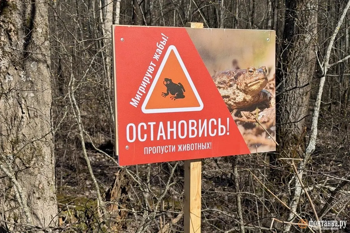 Волонтёры помогают жабам переправляться на нерест, но не могут дежурить круглосуточно: строительство звероперехода откладывают из‑за отсутствия средств и планов по реконструкции дороги.