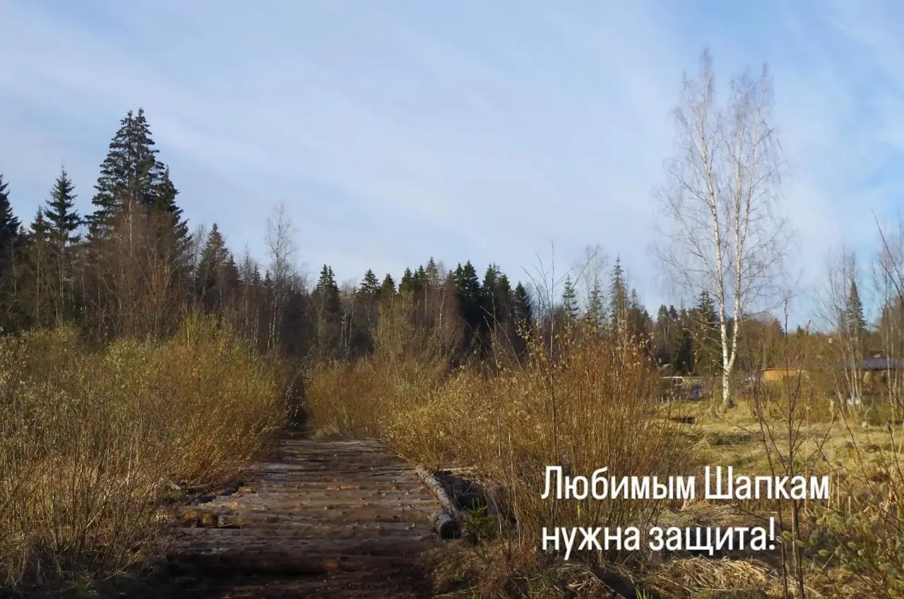 В поселке Шапки Ленинградской области готовятся к разработке песчаных карьеров в моренных ландшафтах. Местные жители и геолог предупреждают о риске для природы, водных ресурсов и тишины в посёлке; на участок уже подана заявка на создание ООПТ.