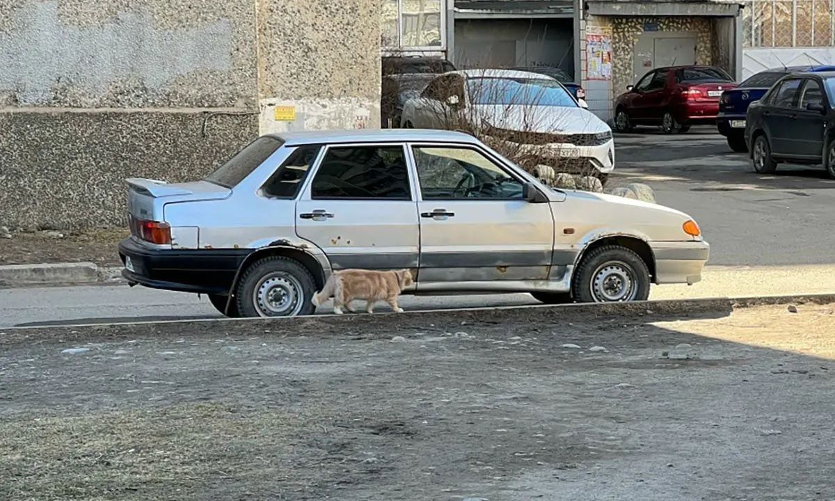 В районе Перевалки 24 мая коту обнаружили две пули от пневматического оружия, животное госпитализировали — владелица планирует обратиться в полицию и просит жителей быть осторожнее.