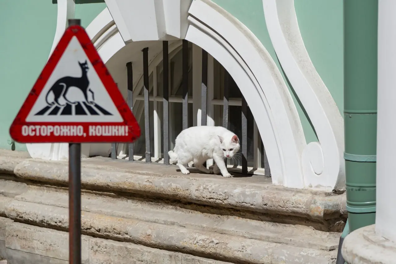 В Эрмитаже отмечают День котов: для посетителей подготовили мастер‑классы, викторины, конкурсы и выставку рисунков. Особое событие — открытие «Кошкиного дома» 30–31 мая.