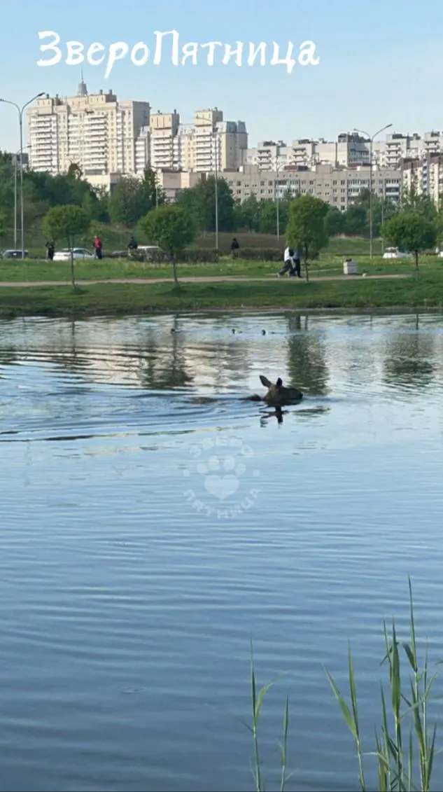 В Мартыновском сквере заметили лося с травмированной ногой: животное плавает в пруду и боится выходить на берег, специалисты уже уведомлены.