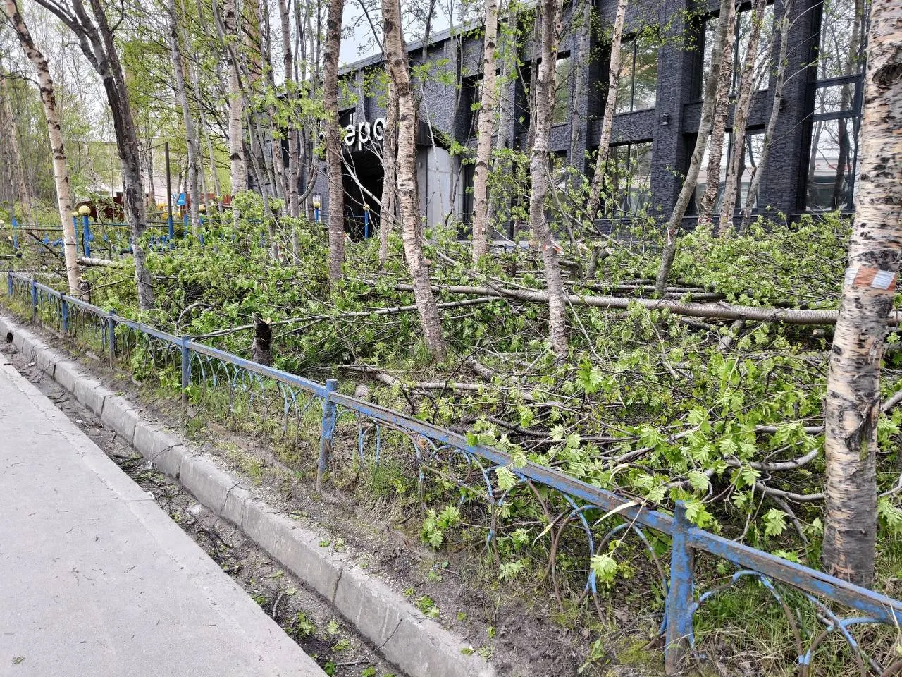 Возле боулинг‑центра «Сфера» в Мурманске обнаружили срубленные деревья на Кольском проспекте. Информации о причинах и разрешениях пока нет.