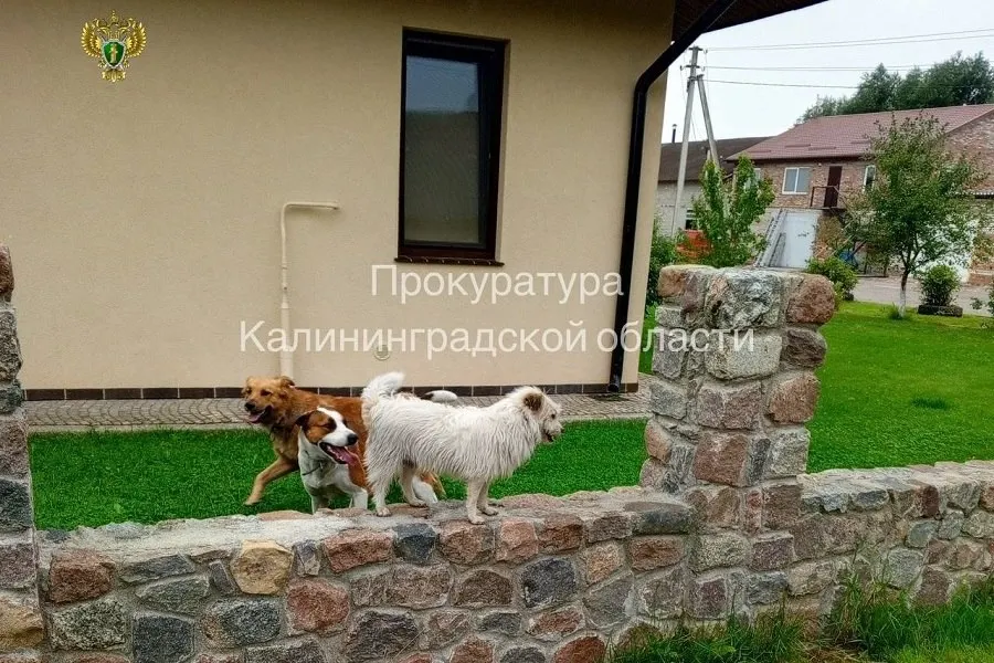 Три собаки в мае напали на пенсионерку на улице Чайковского; по иску прокурора суд взыскал с их владельцев 30 тыс. рублей, исполнение решения контролирует прокуратура.