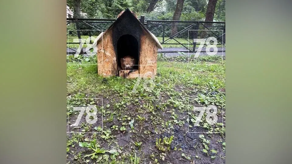 Ночью на улице Фрунзе 71‑летняя женщина подожгла укрытие для бездомных кошек. Пламя потушили, ущерб составил чуть более 5,5 тыс. рублей. Пенсионерку задержали через два дня, ей грозит до пяти лет лишения свободы.