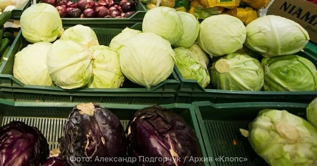 На складе в Багратионовске при проверке партии капусты из Сербии выявили западного цветочного трипса — насекомое, которое может существенно повредить урожаи; груз отправили на обеззараживание.