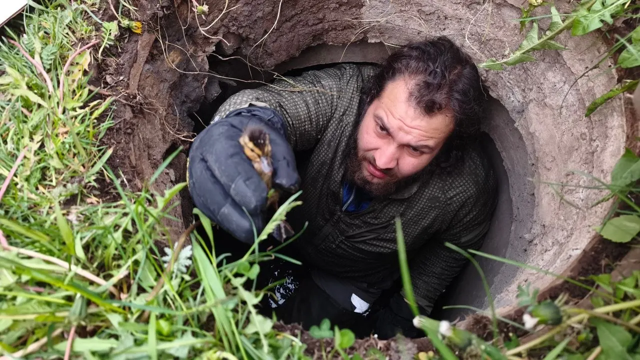 Утенок провалился в сливное отверстие колодца во время перехода дороги; его достал волонтёр и передал в центр помощи диким животным.