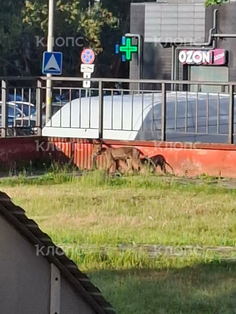 Во дворе жилого комплекса на улице Батальной поселилась лиса в плохом состоянии — у животного почти нет шерсти, жители просят помощи от служб и волонтёров.