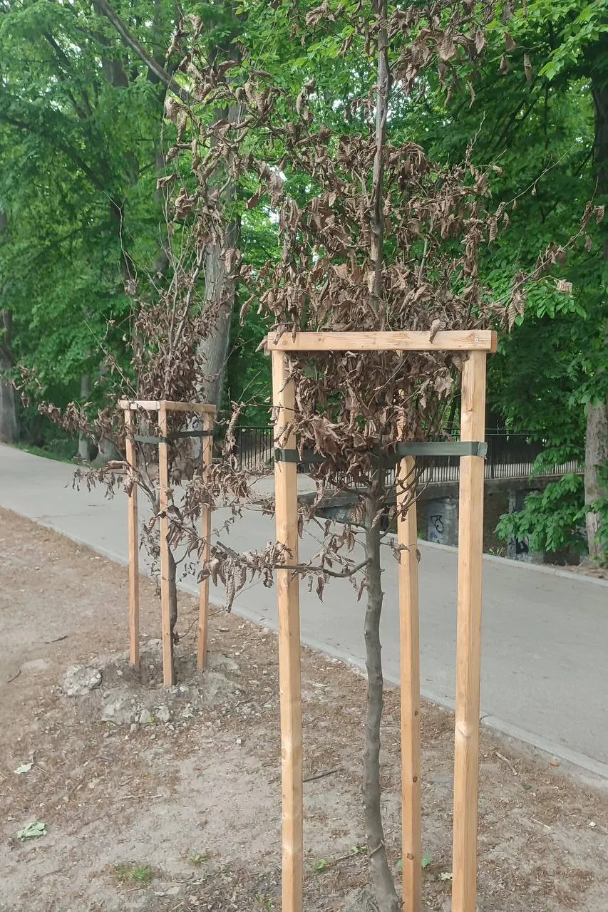 В Калининграде свыше 60% недавно посаженных деревьев не переживают первый год — причиной называют отсутствие полива и контроля со стороны ответственных служб.