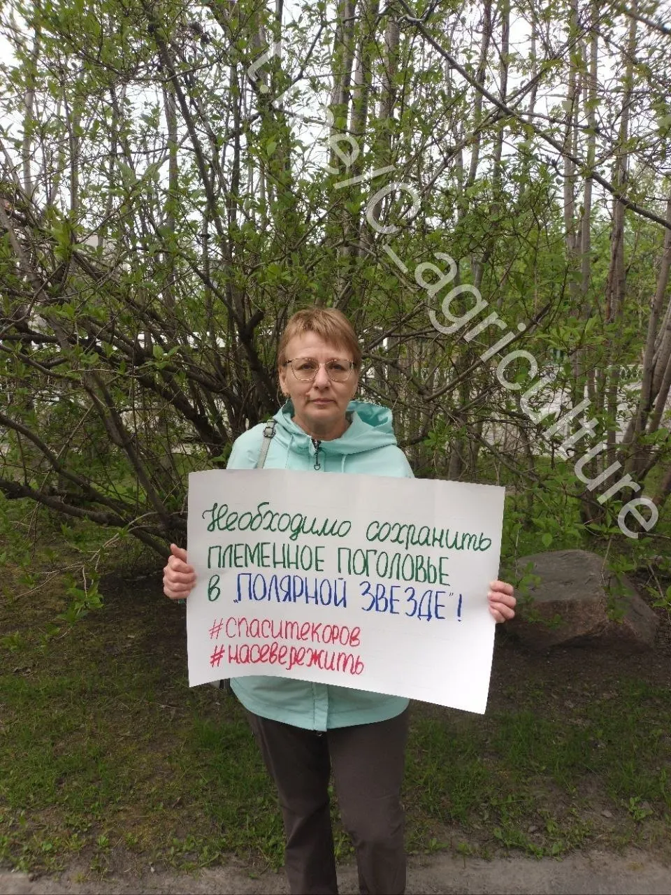 Жители Мурманской области требуют сохранить молочную ферму и уникальное племенное поголовье, которое сократилось из‑за экономических и ценовых трудностей.