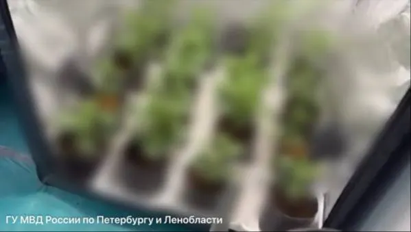 В Санкт-Петербурге 28-летний мужчина выращивал коноплю в нескольких арендованных квартирах. По делу возбуждено уголовное дело, подозреваемый арестован.