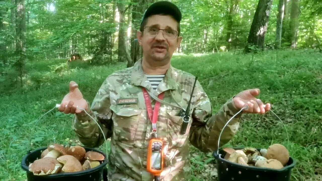 Сезон белых открыт в ряде районов Калининградской области. Эксперты утверждают, что личинки в грибах не делают их опасными, но важны правила сбора и хранения.