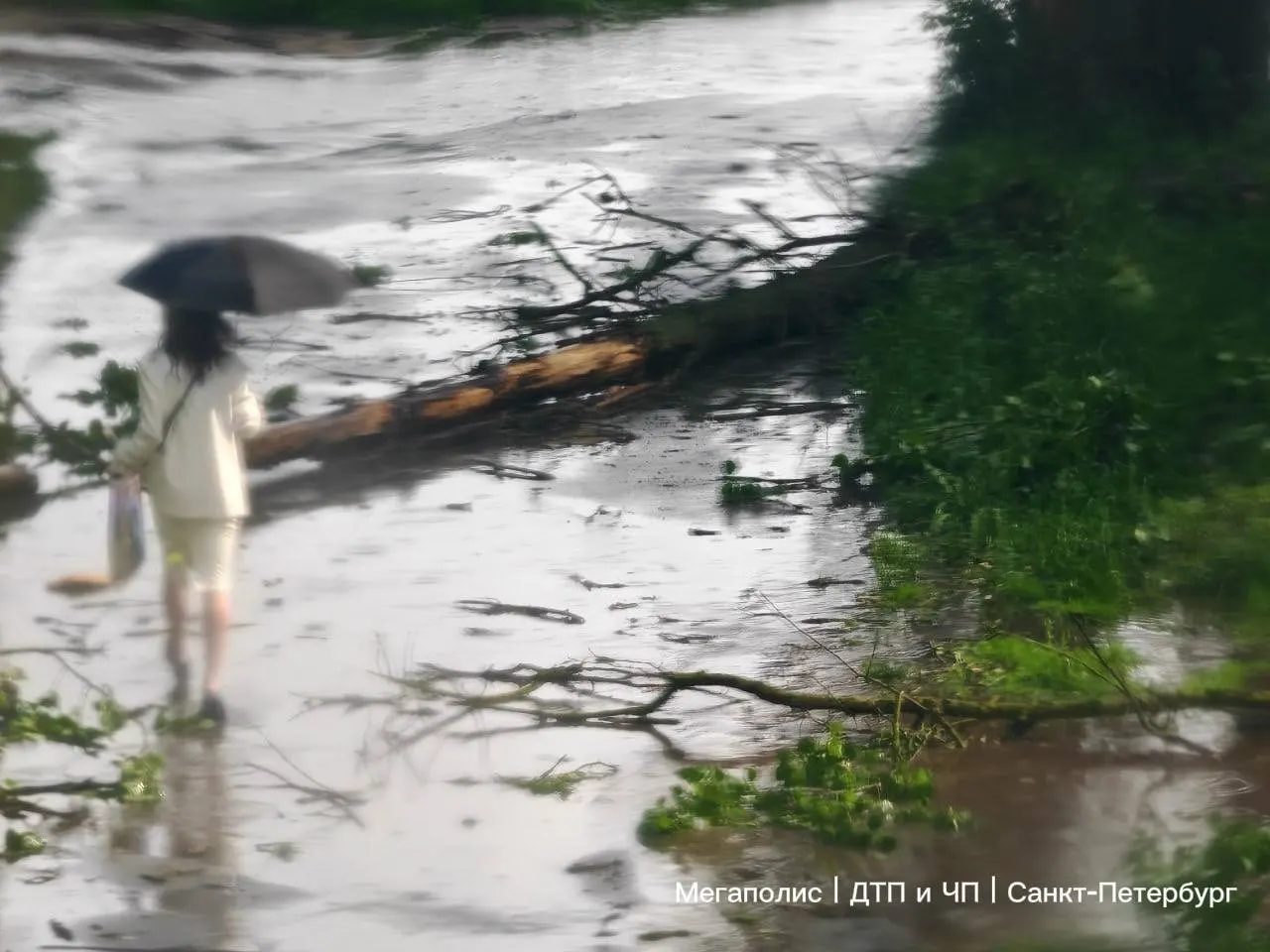 Во время грозы в Санкт-Петербурге повалило восемь деревьев, три автомобиля получили повреждения. Сады и парки временно закрыты; синоптики предупреждают о новых ливнях и сильном ветре 10 июня.