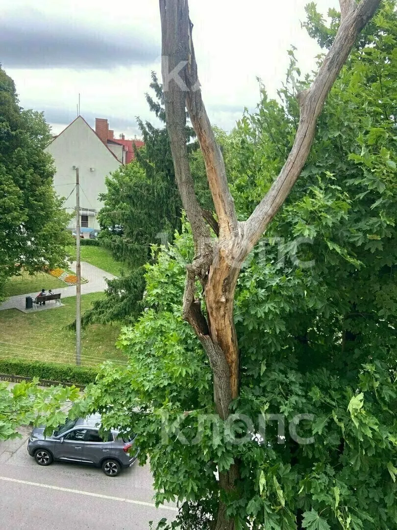 Жильцы дома на Коммунальной жаловались на расколовшийся ствол, но управляющая компания не спешила с устранением опасности. Один из соседей с помощью телескопической удочки сорвал нависающие куски коры, пока ожидают решения администрации.