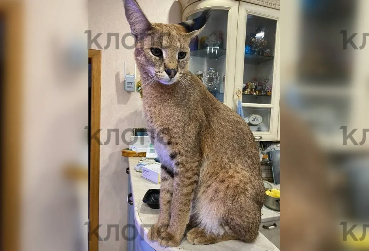 Кот Ричи пропал после того, как открыл пластиковое окно на третьем этаже и спрыгнул на балкон внизу. Хозяин просит не подбираться к животному и звонить по указанному номеру.