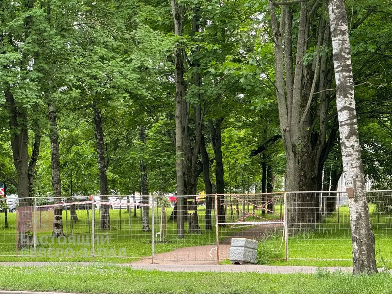 В Стародеревенском сквере на ул. Савушкина вырубили взрослые деревья и кустарники. Администрация называет это частью благоустройства, местные жители возмущены и опасаются, что работы служат освоению бюджета.