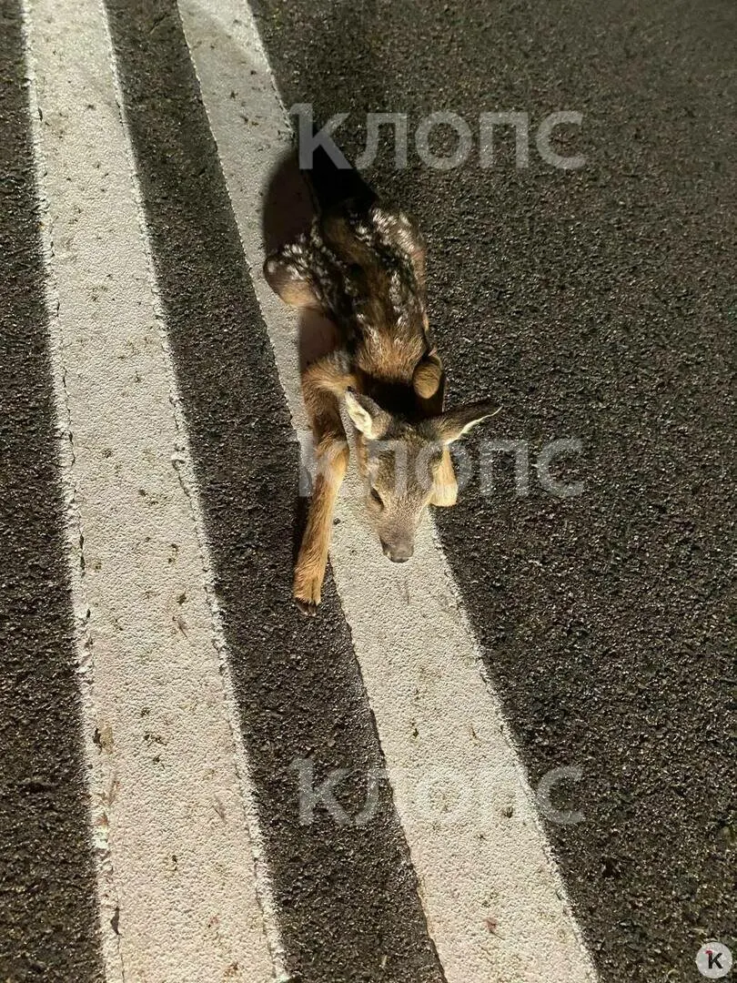 Житель перенёс детёныша в лес; эксперты напоминают, что чаще всего самки прячут молодняк и вмешиваться не стоит, а при травмах — обращаться к специалистам.