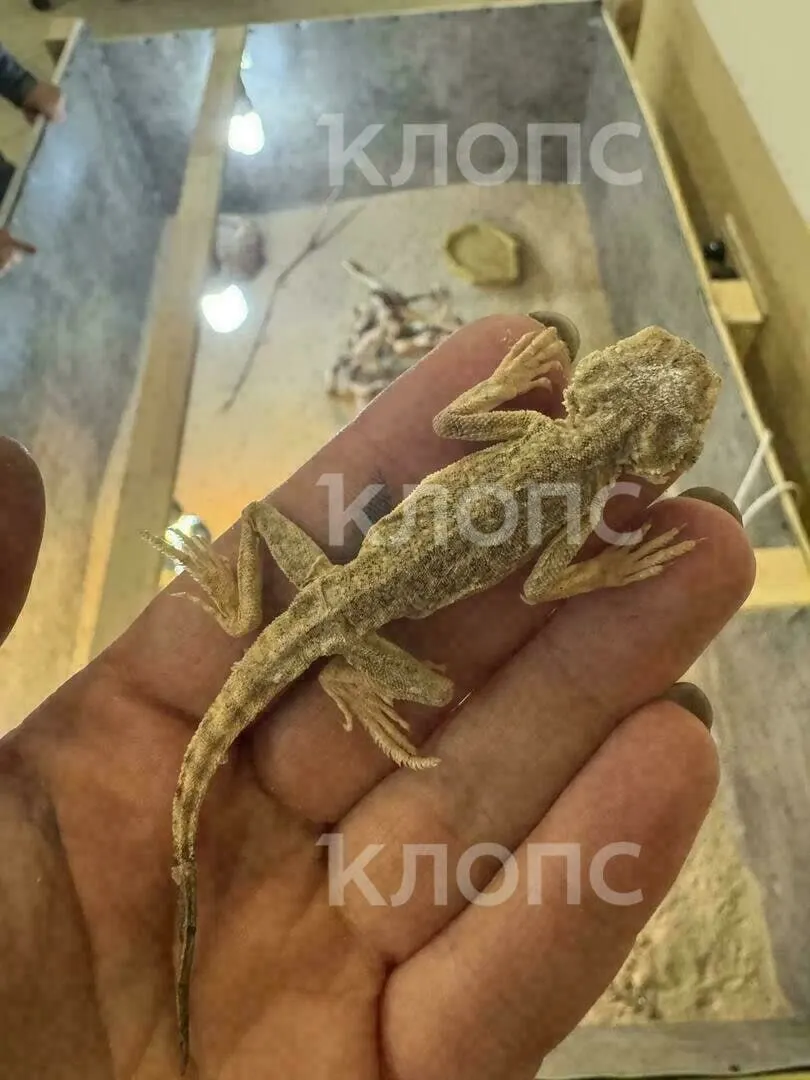 В калининградском центре помощи приняли свыше 50 ушастых круглоголовок, которые содержались в неподходящих условиях. Приют тратит средства на террариумы и просит помощи для оплаты аренды и лечения животных.