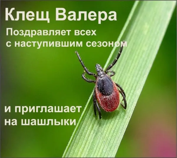 Роспотребнадзор предупреждает о повышенной опасности клещевого вирусного энцефалита: в Карелии число случаев выросло в 2,1 раза, республику признали неблагополучной по заболеванию.