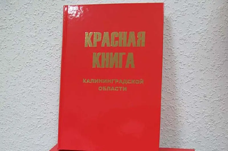 В регионе создана комиссия по редким и находящимся под угрозой исчезновения видам — её первое заседание прошло 10 июля. Эксперты обсудили предварительные списки растений, грибов и лишайников для нового издания Красной книги.