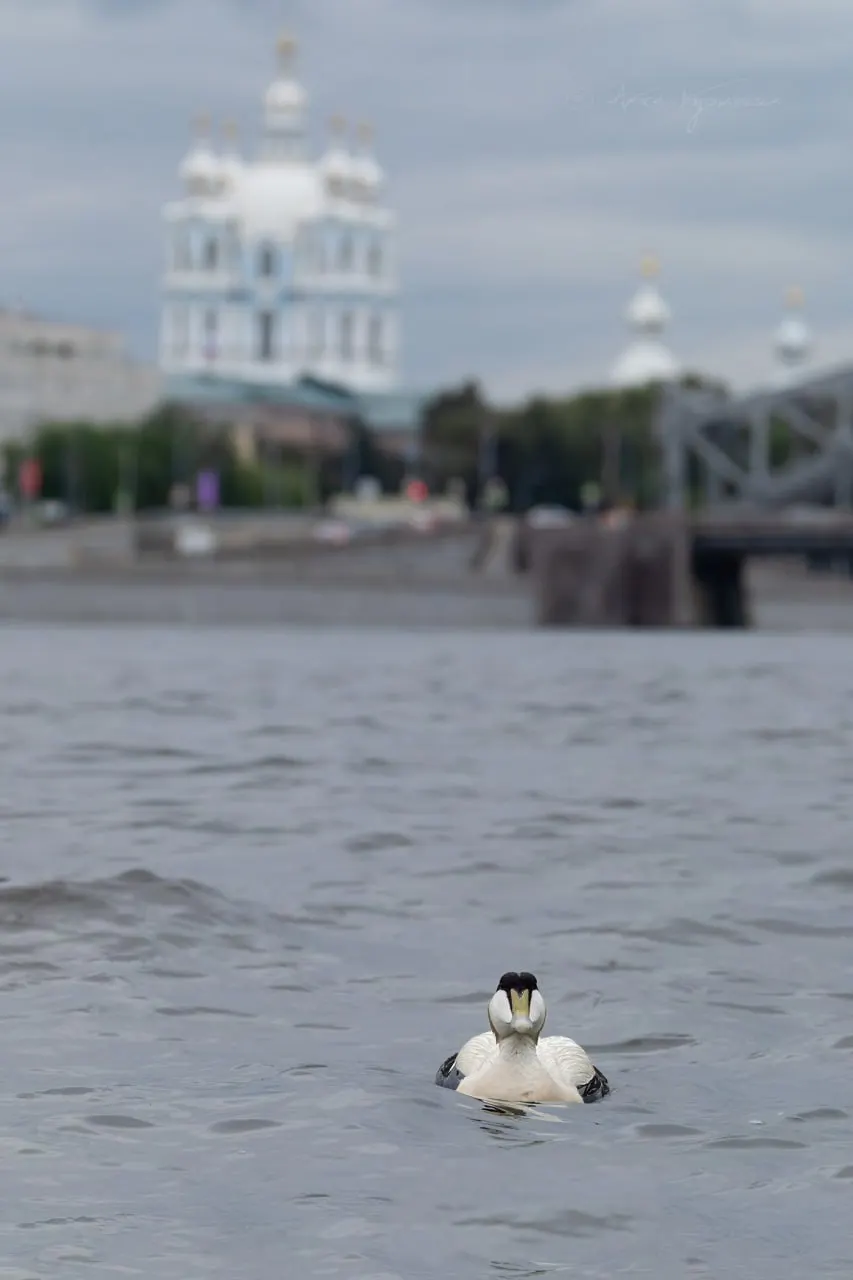 В Петербурге заметили гагу — морскую птицу, обычно обитающую в Арктике. Птицу сфотографировали на фоне Смольного собора; похожие наблюдения ранее уже фиксировали в регионе.