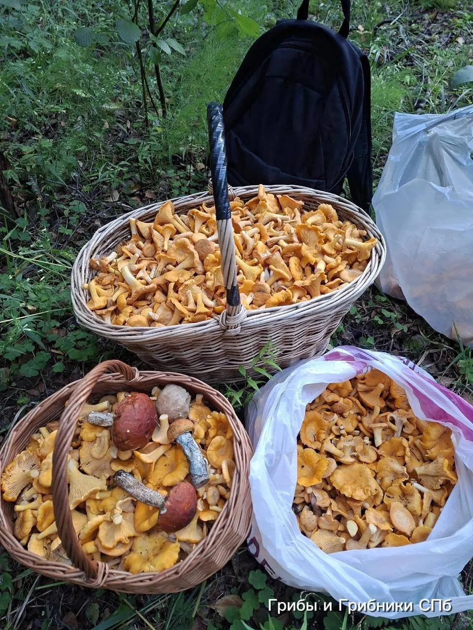 В Выборгском, Приозерском и Всеволожском районах Ленобласти отмечают богатый урожай лисичек. Грибников предупреждают: вместе с грибами встречаются ядовитые змеи.
