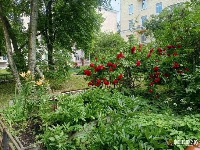 В МО «Гавань» предложили компромисс благоустройства: оставить существующие насаждения, слегка изменить центральную клумбу и поставить четыре скамейки; итоговое решение примут по результатам поквартирного опроса жильцов.