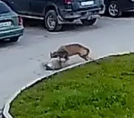 В окрестностях Суоярви (Карелия) замечена стая волков: животные заходят в жилые кварталы по ночам, в одном из дворов волки напали на собаку. Жителям советуют держать питомцев в закрытых помещениях.