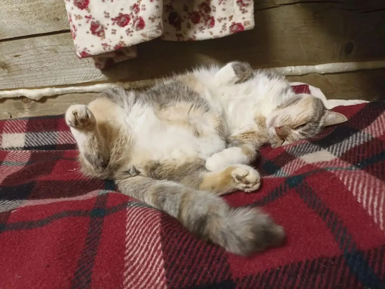 Доля pet‑friendly объектов в Санкт‑Петербурге достигла 25%. Пик спроса приходится на лето, при этом около 89% гостей с питомцами возвращаются в те же отели.