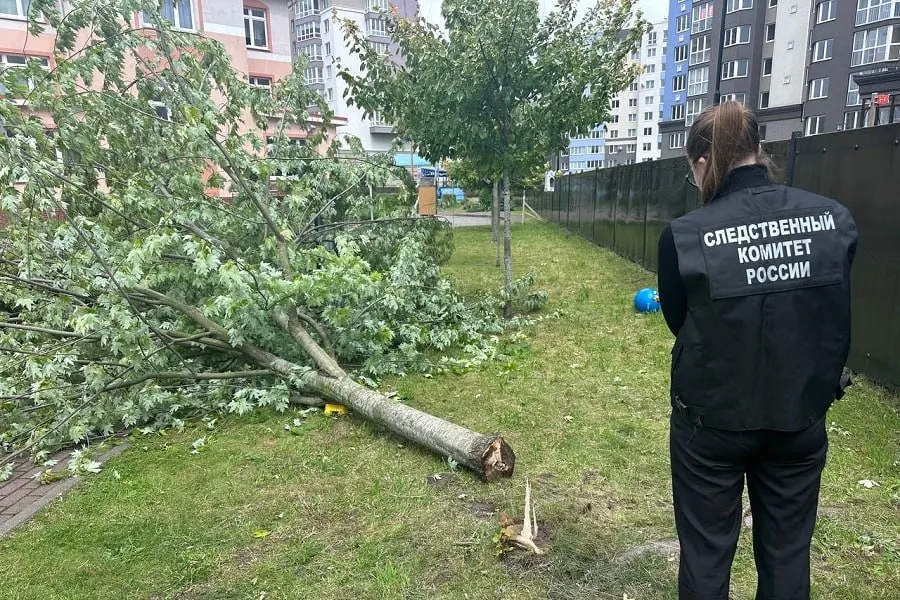В Калининграде завершено расследование уголовного дела: ведущий инженер муниципального учреждения обвиняется в халатности, заведующая детсадом — в оказании услуг, не соответствующих требованиям безопасности. В ходе происшествия клен упал на шестилетнего ребёнка, он получил травмы средней тяжести.