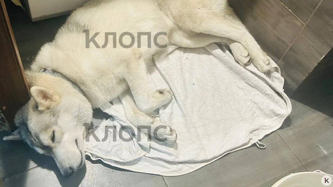 В Зеленоградске сибирскую хаски похитили на променаде, позже собаку нашли хромой и побитой; хозяева сообщили в полицию и просят помочь с поиском злоумышленника.