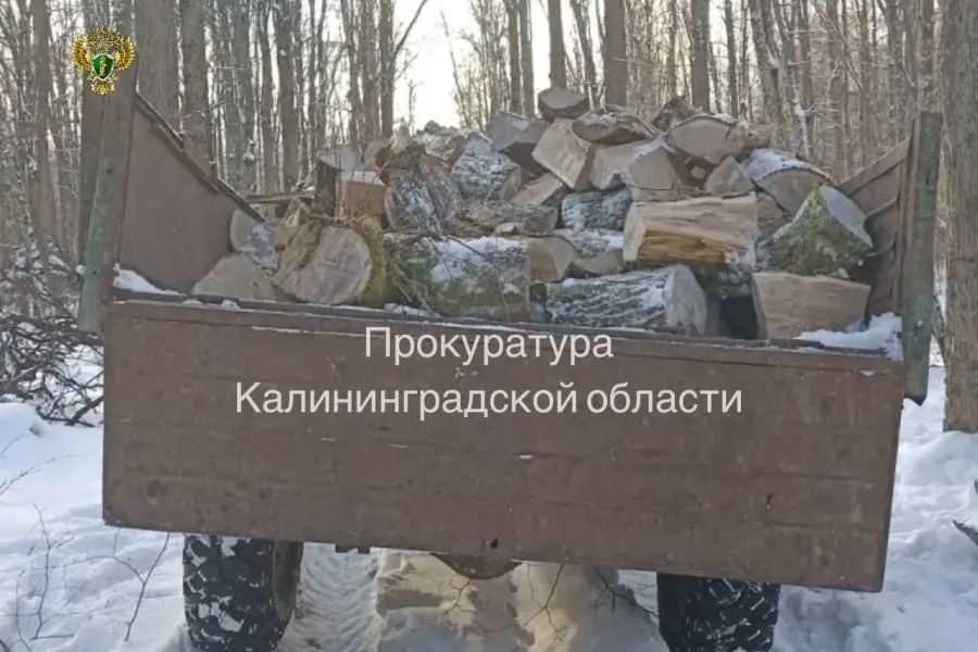 Прокуратура направила в суд уголовное дело в отношении 36-летнего мужчины, который без разрешений срубил дубы и граб в Железнодорожном лесничестве; ущерб оценён в 717 тыс. рублей.