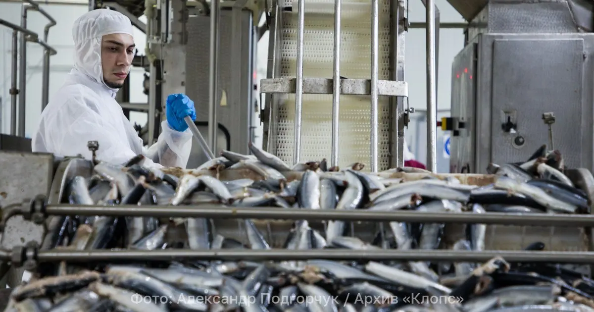 Калининградская компания экспортировала три партии готовой рыбы и морепродуктов общей массой 16 тонн; продукцию проверили и признали соответствующей ветеринарным требованиям Грузии.