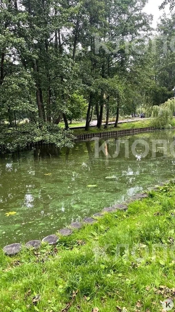 Туристы и местные жители жалуются на резкий запах от пруда в городском парке. Власти пообещали выяснить причины — ситуацию поручили отделу благоустройства.