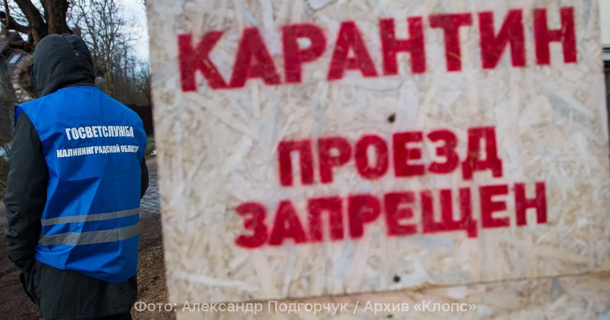 Карантин по антракнозу земляники, действовавший три года на площади 47 га в окрестностях посёлка Лесное, отменён — последние лабораторные исследования не выявили карантинного объекта.