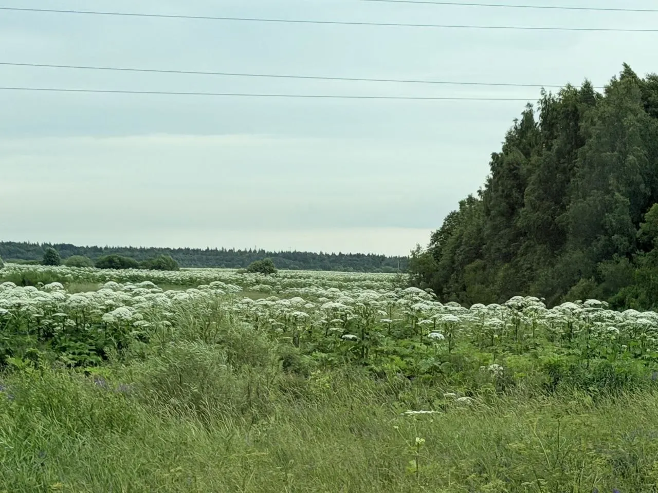 В Череповецком районе, в том числе в селе Нелазское и вдоль дорог к Белозерску и Шексне, отмечены обширные заросли борщевика. Владельцам участков грозят крупные штрафы за игнорирование проблемы.