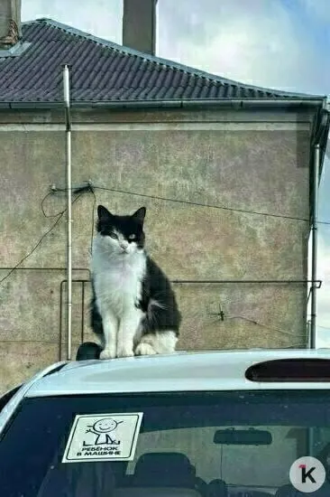 Кота, который жил у дома в Багратионовском районе, нашли с пробитой нижней челюстью. Ему потребовалась операция и помощь на лечение и реабилитацию.