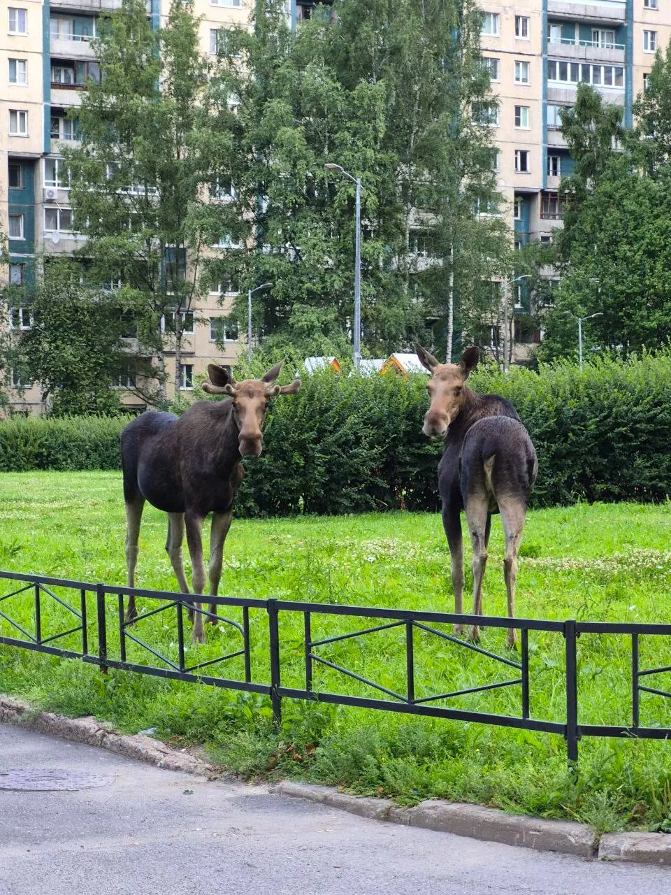 Двух лосей увидели на проспекте Сизова и на Репищевой улице. В мае—июле лоси регулярно заходят в город; специалистов отлавливают животных и выпускают в лес.